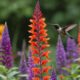 flowers for hummingbirds list