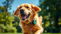top dog gps trackers